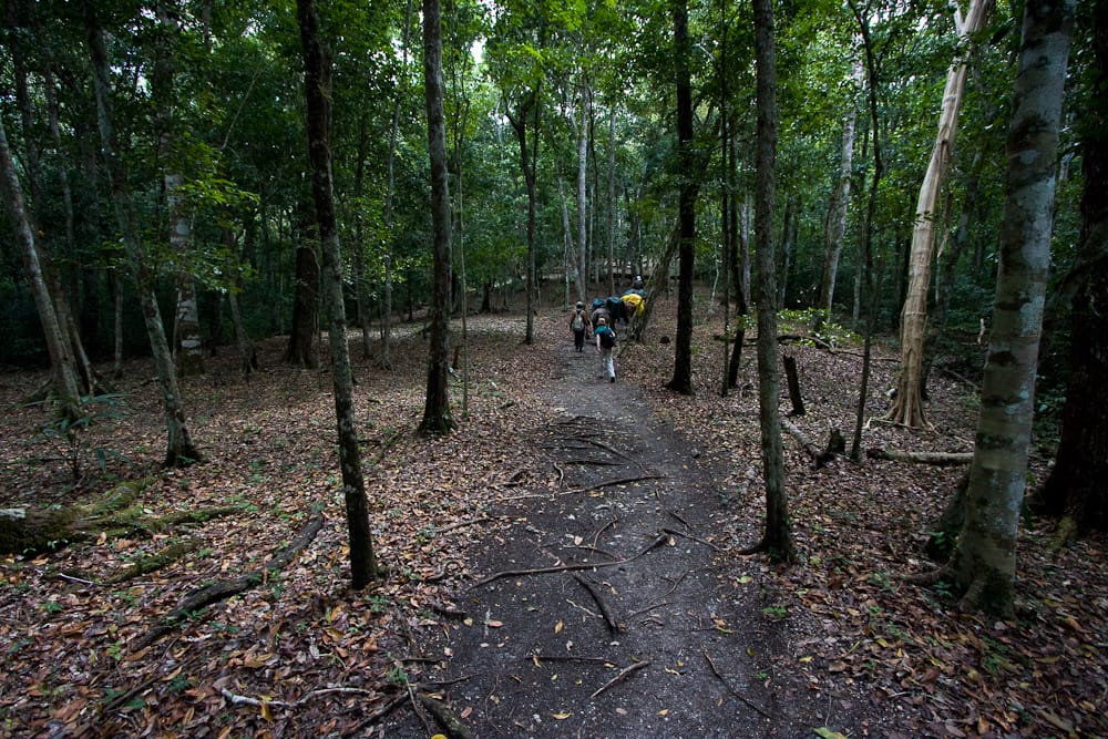 Preserved sacbe in the Maya area: a raised, leveled roadbed whose profile matches the linear ridges traced by LiDAR across forested terrain.