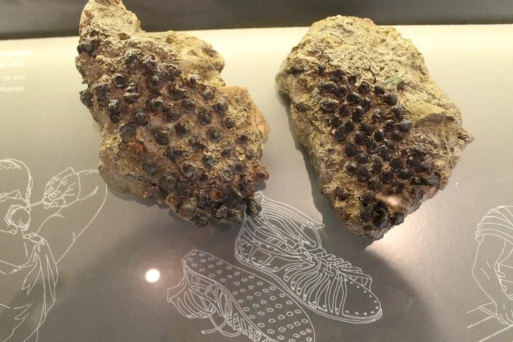 museum display of a caliga footprint impression artifact