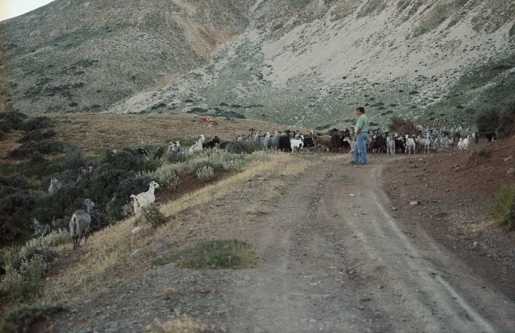 Goats feeding on slopes of Mount Kyllene