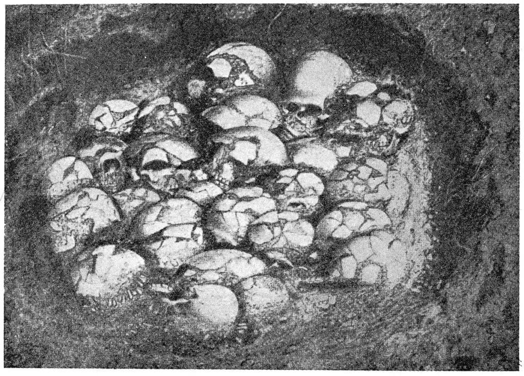Historical plate showing clustered human crania from the Ofnet Mesolithic skull nest, useful as comparative evidence for mass violent events in prehistory.