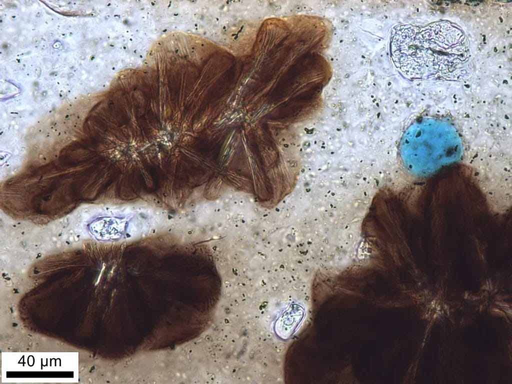 Thin-section view of a glazed ceramic under polarized light