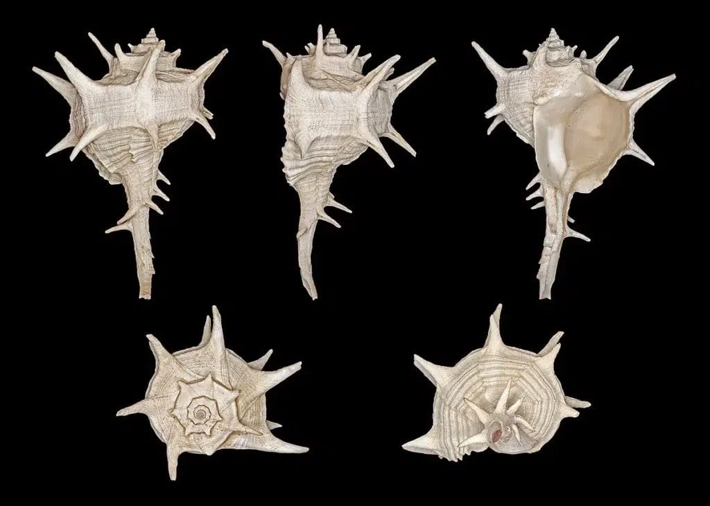Tyrian Purple murex snail shell spines
