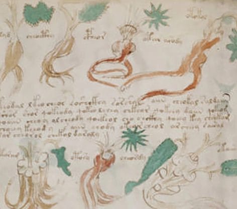 Detail from page f88v with a pharmacy jar and sliced root in the pharmaceutical section.
