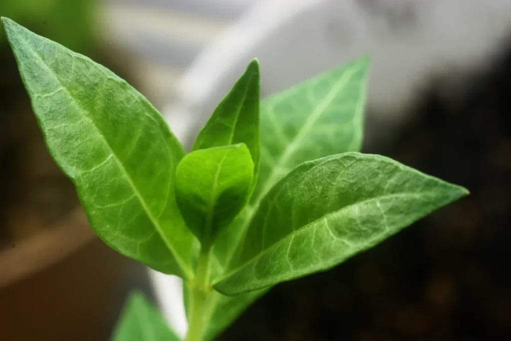 henna Lawsonia inermis plant leaves hair nails Egypt