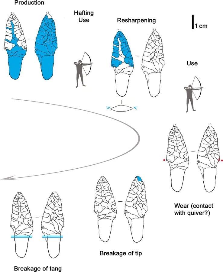 Ötzi arrow wound flint arrowhead