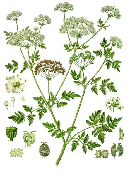poison hemlock Conium maculatum plant Athens