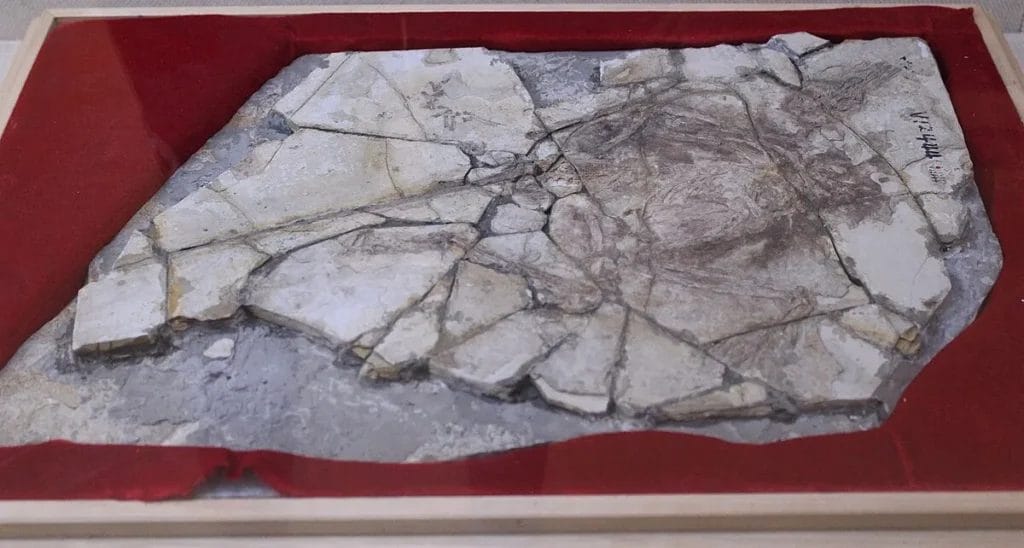 Archaeoraptor hoax composite fossil Microraptor Yanornis dinosaur-bird link fraud