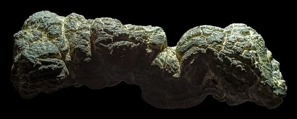 Museum specimen of brown, spiral shaped fossil coprolite