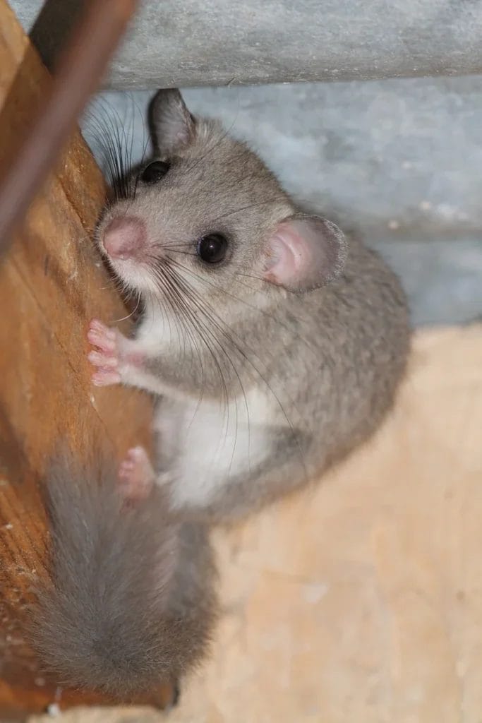 Edible dormouse, the animal fattened for luxury dishes among ancient Roman foods