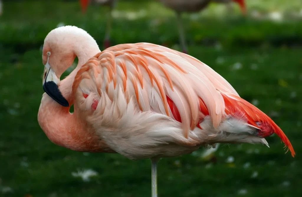 Flamingo standing in profile, representing the luxury bird used in ancient Roman foods
