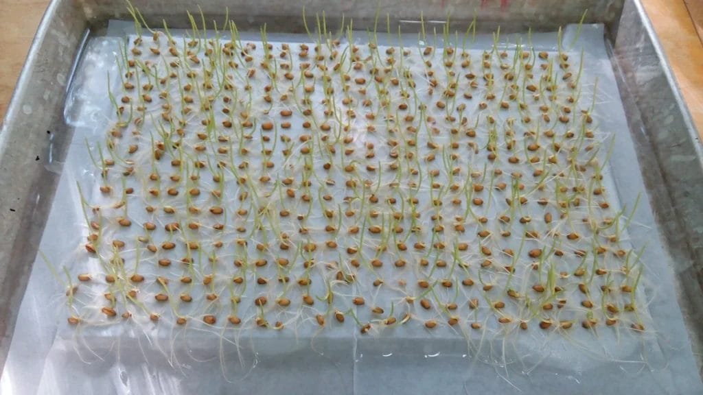 Wheat seedlings germinating on filter paper, echoing the ancient Egyptian pregnancy test experiment