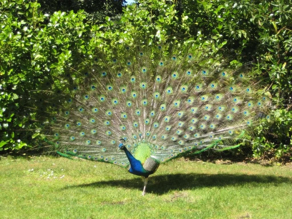 Peacock with open train, representing the luxury bird served at elite ancient Roman banquets