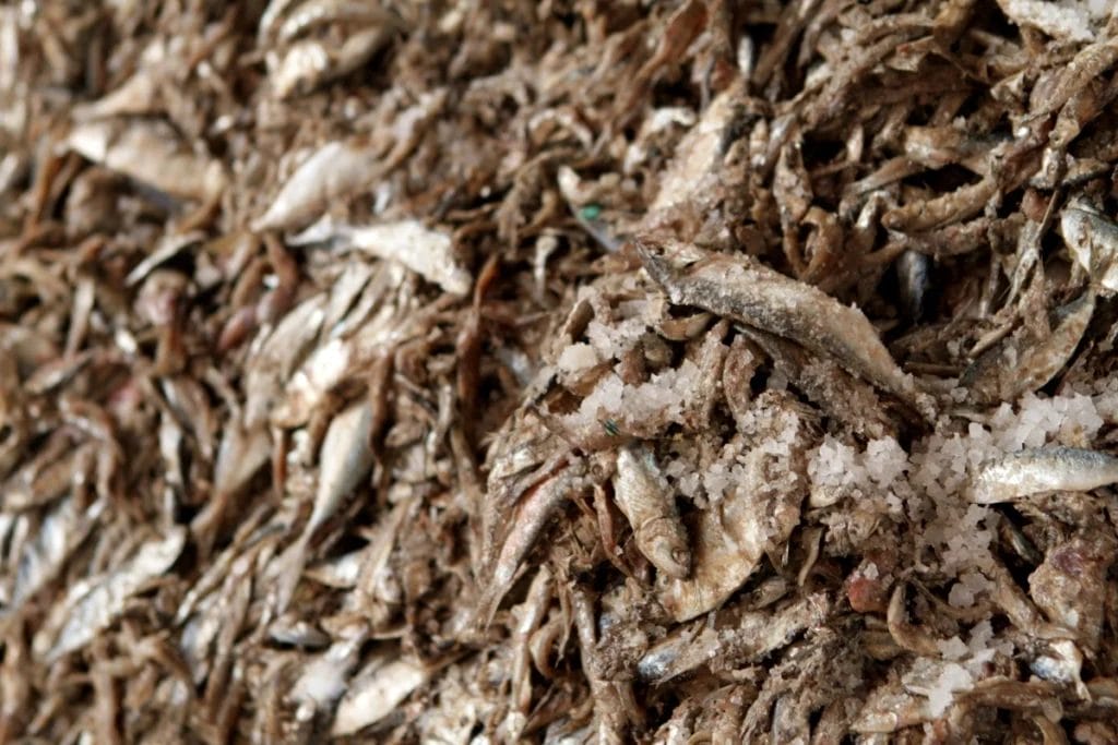 Salted anchovies for fish sauce, showing the fermented seafood base behind ancient Roman foods